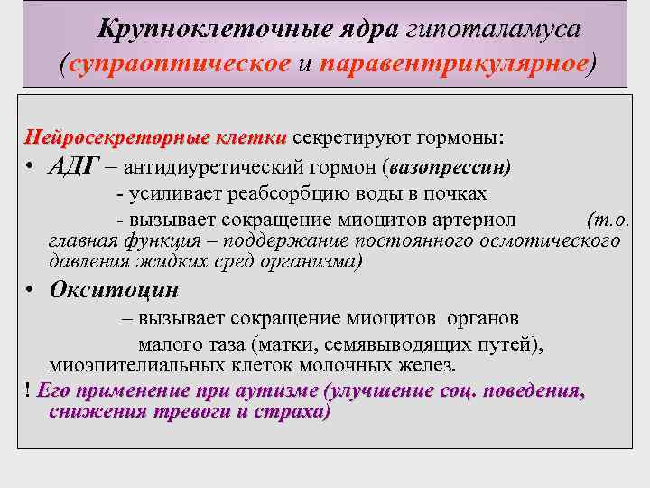 Крупноклеточные ядра гипоталамуса (супраоптическое и паравентрикулярное) Нейросекреторные клетки секретируют гормоны: • АДГ – антидиуретический