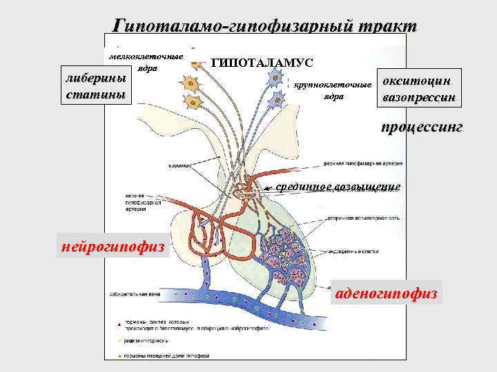 Либерины и статины гипоталамуса