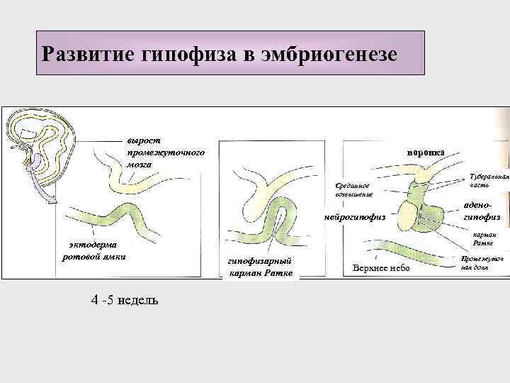 Вольфганг ратке презентация