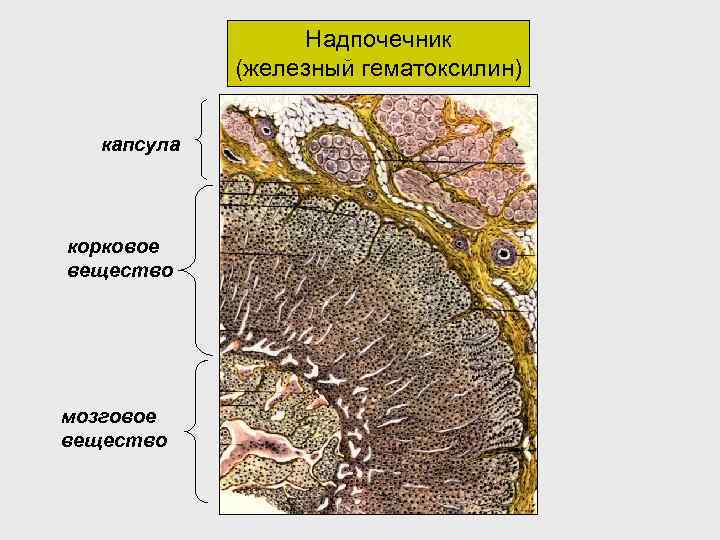 Мозговое вещество надпочечников