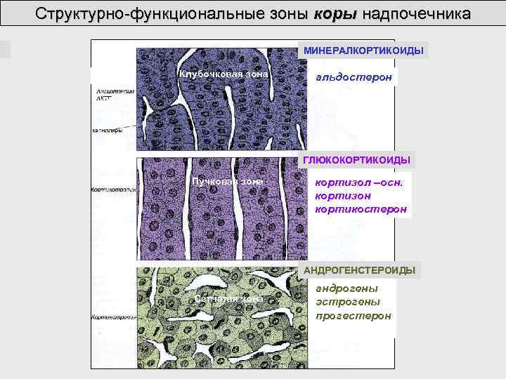 Структурно-функциональные зоны коры надпочечника МИНЕРАЛКОРТИКОИДЫ Клубочковая зона Пучковая зона альдостерон ГЛЮКОКОРТИКОИДЫ Пучковая зона кортизол