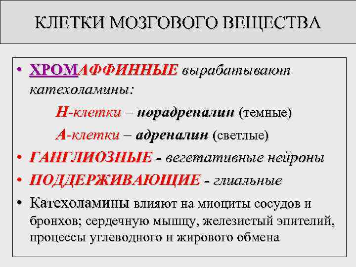 КЛЕТКИ МОЗГОВОГО ВЕЩЕСТВА • ХРОМАФФИННЫЕ вырабатывают катехоламины: Н-клетки – норадреналин (темные) А-клетки – адреналин
