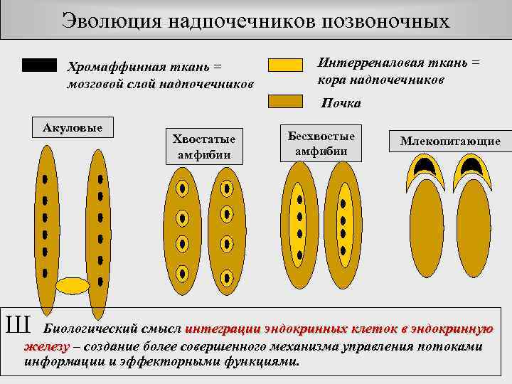 Эволюция надпочечников позвоночных Хромаффинная ткань = мозговой слой надпочечников Интерреналовая ткань = кора надпочечников