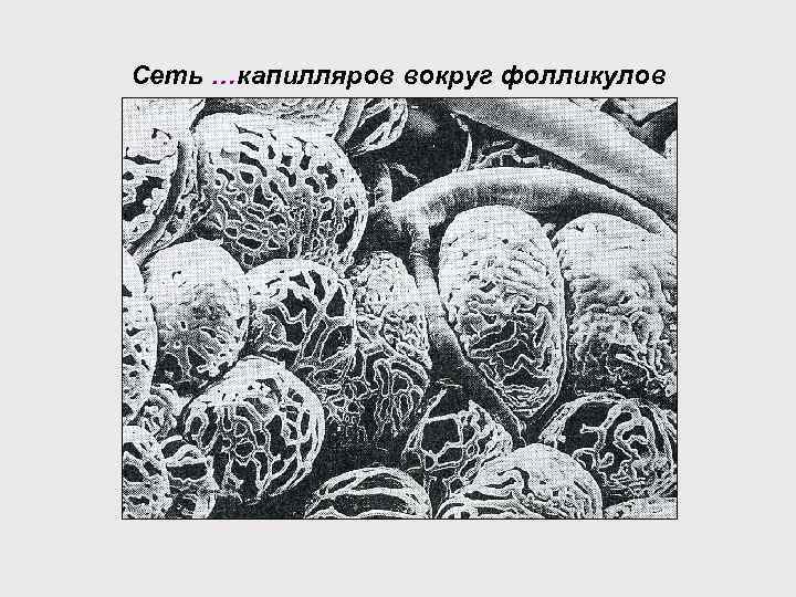 Сеть …капилляров вокруг фолликулов 