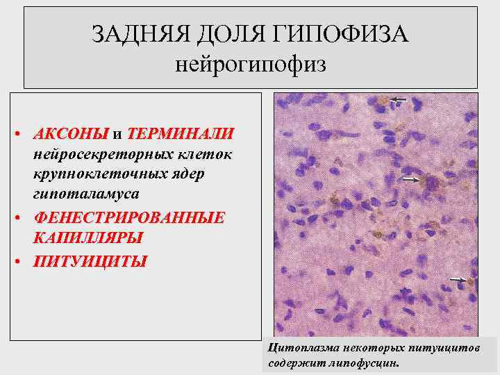 ЗАДНЯЯ ДОЛЯ ГИПОФИЗА нейрогипофиз • АКСОНЫ и ТЕРМИНАЛИ нейросекреторных клеток крупноклеточных ядер гипоталамуса •