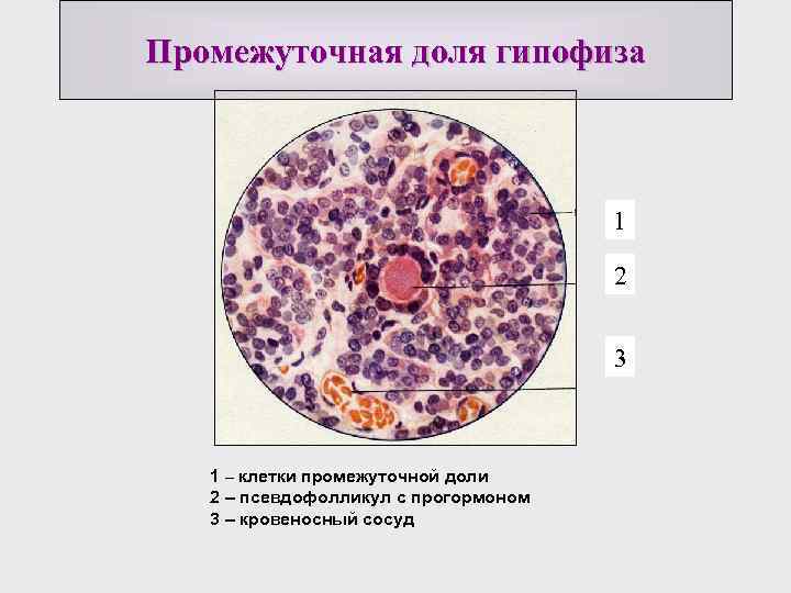 Промежуточно клеточный