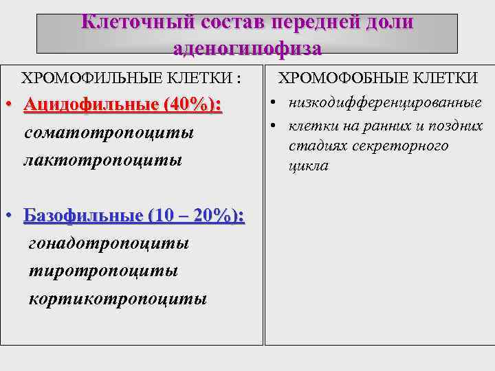 Клеточный состав передней доли аденогипофиза ХРОМОФИЛЬНЫЕ КЛЕТКИ : • Ацидофильные (40%): соматотропоциты лактотропоциты •
