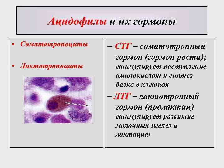 Ацидофилы и их гормоны • Соматотропоциты • Лактотропоциты – СТГ – соматотропный гормон (гормон