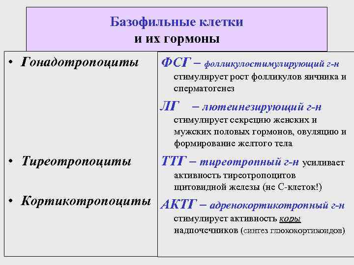 Базофильные клетки и их гормоны • Гонадотропоциты ФСГ – фолликулостимулирующий г-н стимулирует рост фолликулов