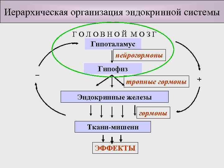 Иерархическая организация эндокринной системы ГОЛОВНОЙ МОЗГ Гипоталамус нейрогормоны _ Гипофиз тропные гормоны Эндокринные железы