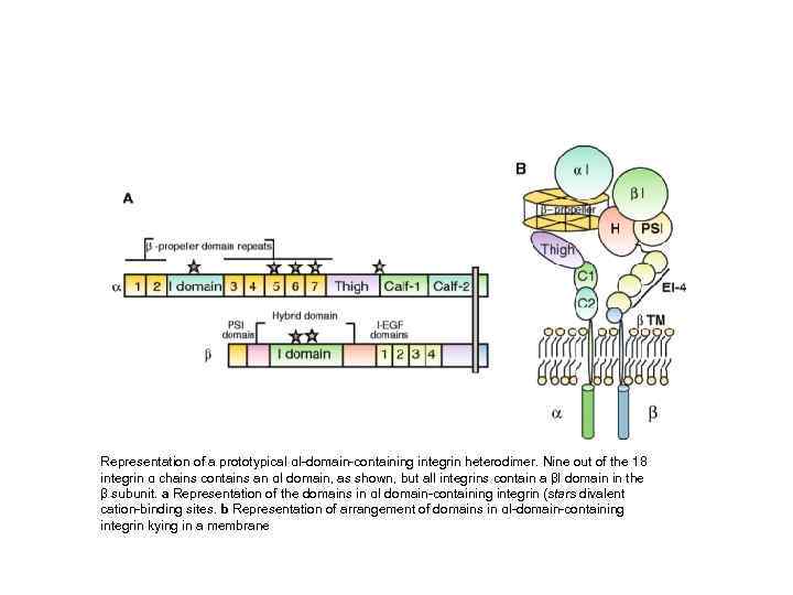 Representation of a prototypical αI-domain-containing integrin heterodimer. Nine out of the 18 integrin α