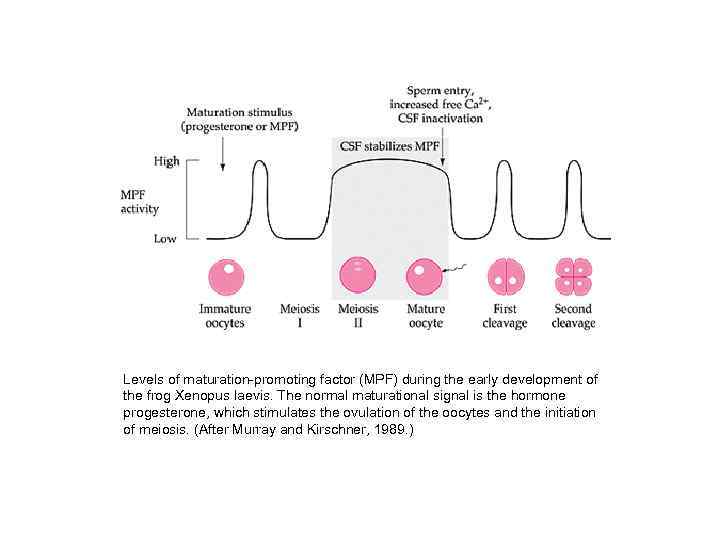 Levels of maturation-promoting factor (MPF) during the early development of the frog Xenopus laevis.