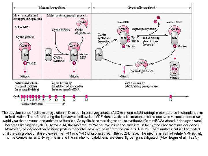 Close Window The development of cell cycle regulation in Drosophila embryogenesis. (A) Cyclin and