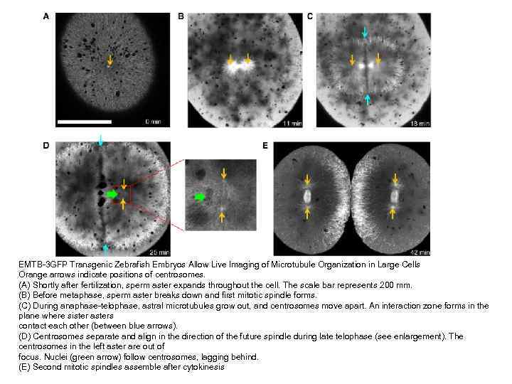 EMTB-3 GFP Transgenic Zebrafish Embryos Allow Live Imaging of Microtubule Organization in Large Cells