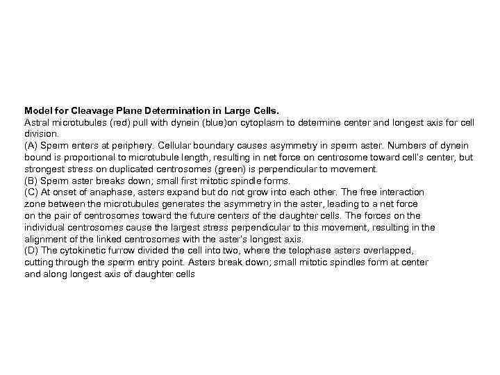 Model for Cleavage Plane Determination in Large Cells. Astral microtubules (red) pull with dynein