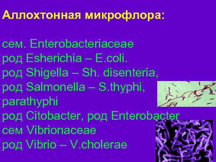 Аллохтонная микрофлора: сем. Enterobacteriaceae род Esherichia – E. coli. род Shigella – Sh. disenteria,