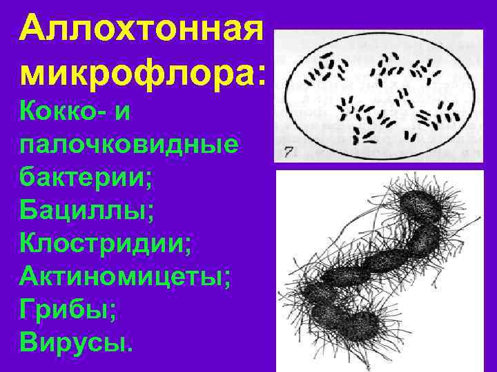 Аллохтонная микрофлора: Кокко- и палочковидные бактерии; Бациллы; Клостридии; Актиномицеты; Грибы; Вирусы. 