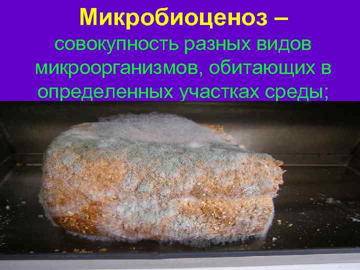 Микробиоценоз – совокупность разных видов микроорганизмов, обитающих в определенных участках среды; 