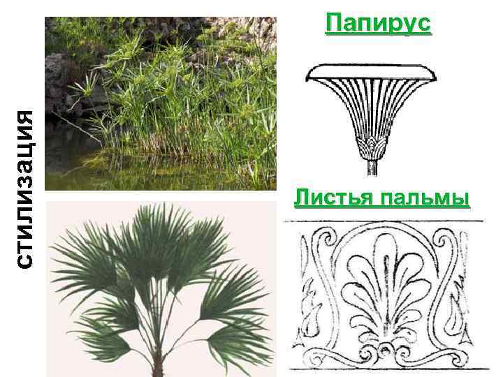 стилизация Папирус Листья пальмы 