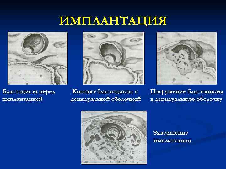 ИМПЛАНТАЦИЯ Бластоциста перед Контакт бластоцисты с Погружение бластоцисты ИМПЛАНТАЦИЯ Бластоциста перед Контакт бластоцисты с Погружение бластоцисты