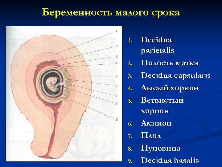 Беременность малого срока 1. Decidua parietalis Беременность малого срока 1. Decidua parietalis