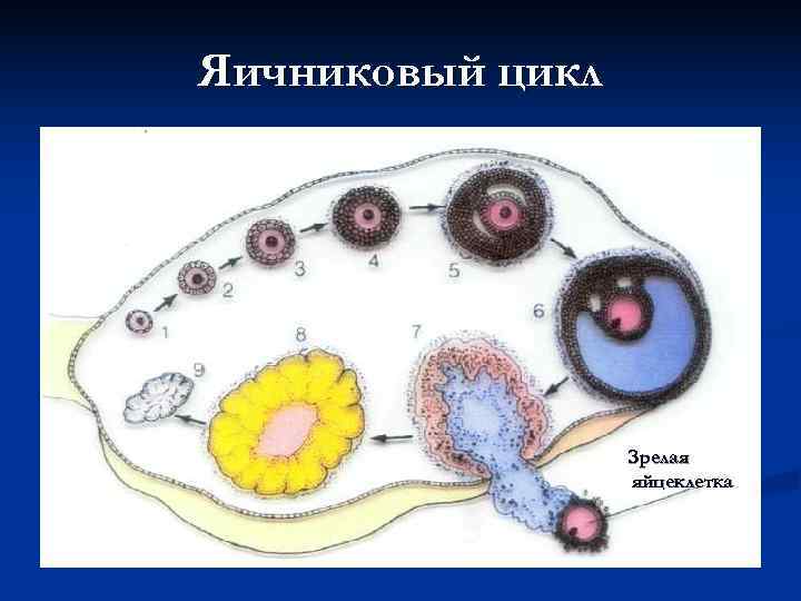 Яичниковый цикл Зрелая яйцеклетка Яичниковый цикл Зрелая яйцеклетка