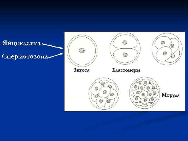 На рисунке зигота обозначена цифрой