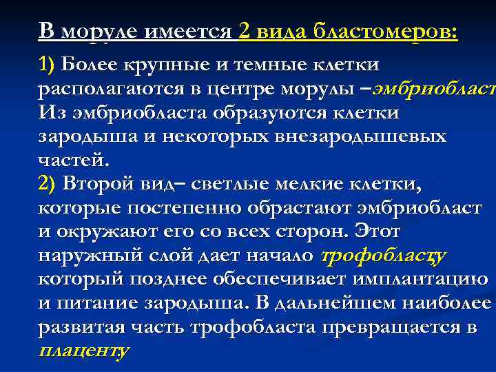 В моруле имеется 2 вида бластомеров: 1) Более крупные и темные клетки располагаются в В моруле имеется 2 вида бластомеров: 1) Более крупные и темные клетки располагаются в