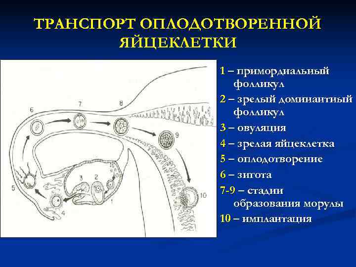 Примордиальный мешок. Транспорт оплодотворенной яйцеклетки. Транспорт оплодотворенной яйцеклетки схема. Схема движения оплодотворенной яйцеклетки. Путь яйцокле оплодотворенная яйцеклетка.