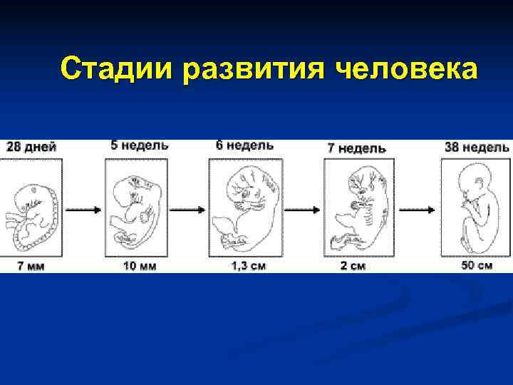 Стадии развития человека 