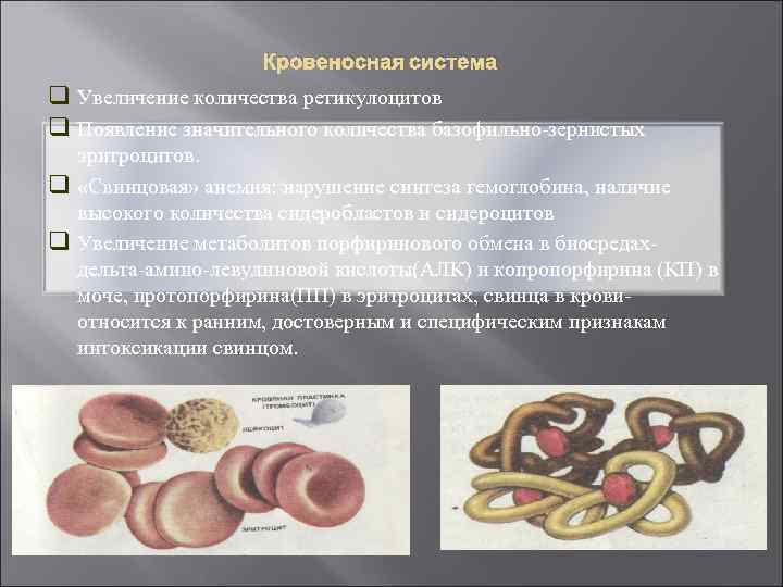     Кровеносная система q Увеличение количества ретикулоцитов q Появление значительного количества