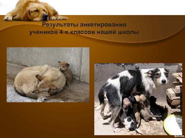 Результаты анкетирования учеников 4 -х классов нашей школы 