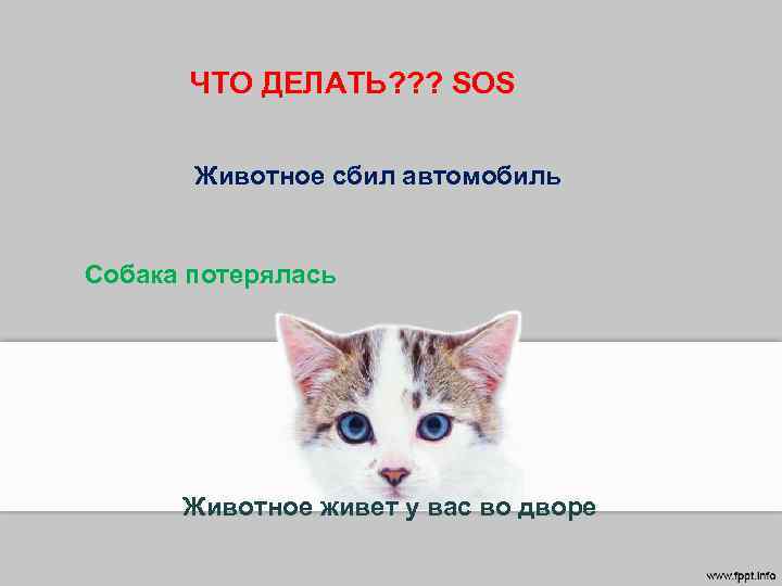ЧТО ДЕЛАТЬ? ? ? SOS Животное сбил автомобиль Собака потерялась Животное живет у вас