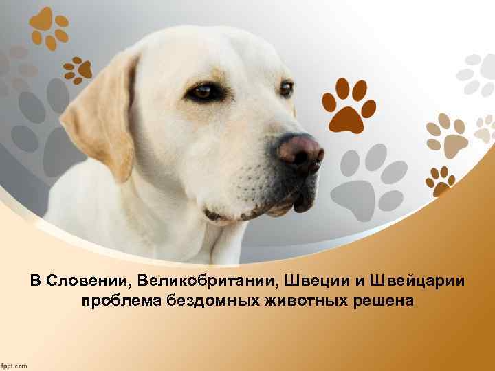 В Словении, Великобритании, Швеции и Швейцарии проблема бездомных животных решена 