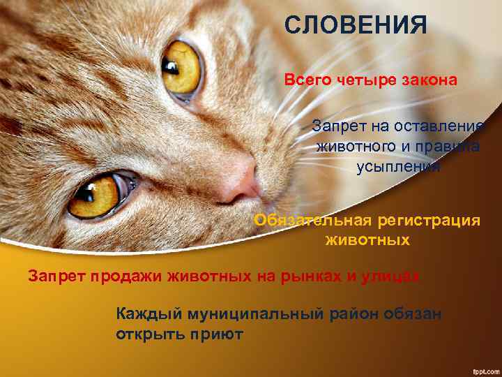 СЛОВЕНИЯ Всего четыре закона Запрет на оставление животного и правила усыпления Обязательная регистрация животных