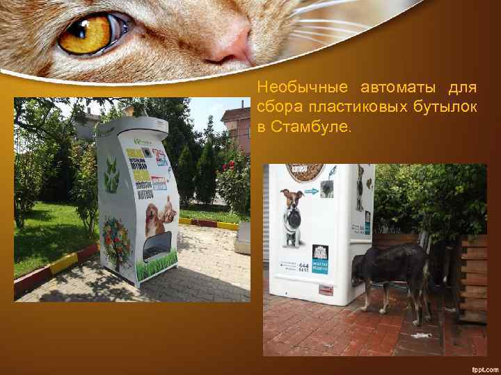 Необычные автоматы для сбора пластиковых бутылок в Стамбуле. 