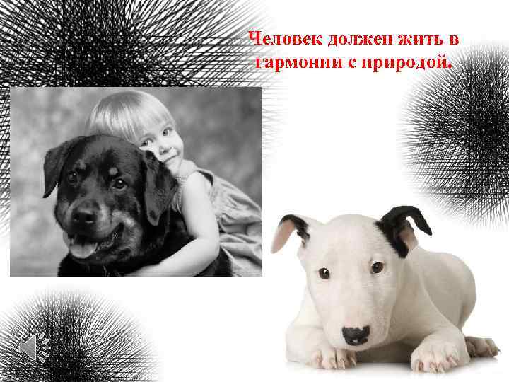 Человек должен жить в гармонии с природой. 
