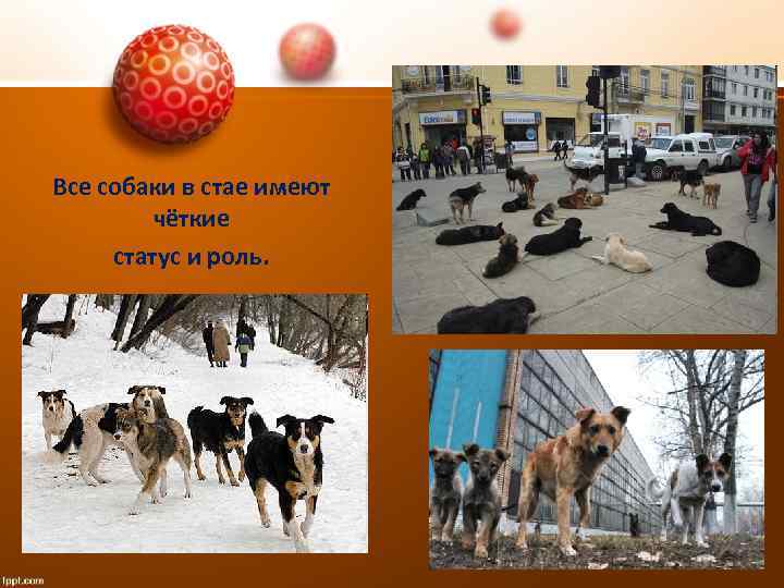 Все собаки в стае имеют чёткие статус и роль. 