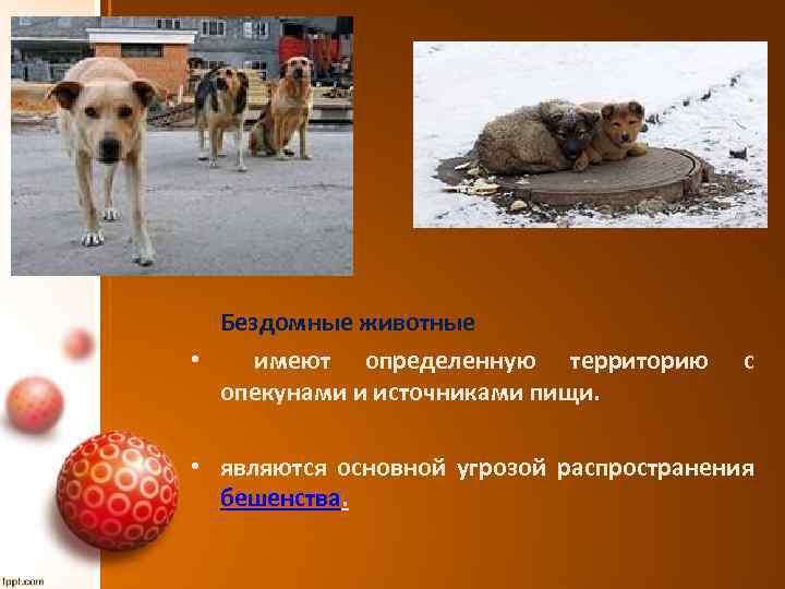  Бездомные животные • имеют определенную территорию опекунами и источниками пищи. с • являются