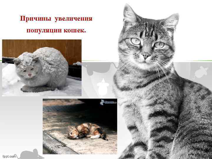 Причины увеличения популяции кошек. 