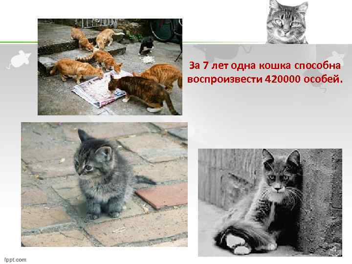 За 7 лет одна кошка способна воспроизвести 420000 особей. 