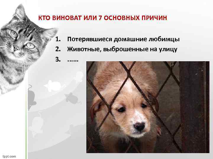КТО ВИНОВАТ ИЛИ 7 ОСНОВНЫХ ПРИЧИН 1. Потерявшиеся домашние любимцы 2. Животные, выброшенные на