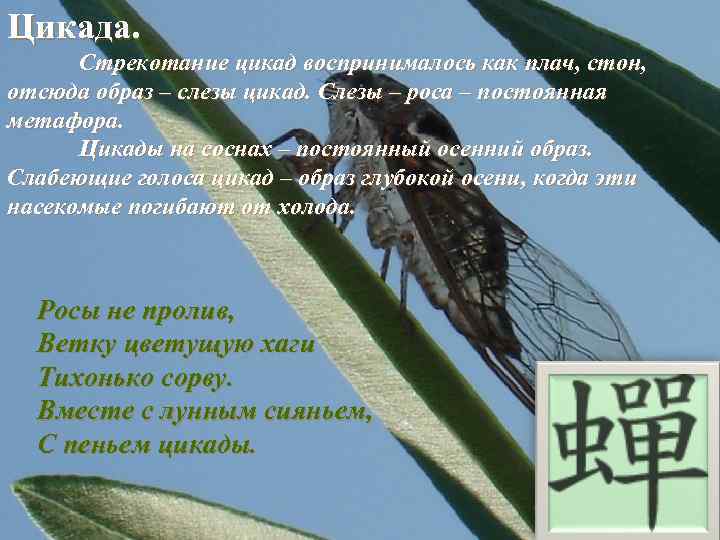 Цикада. Стрекотание цикад воспринималось как плач, стон, отсюда образ – слезы цикад. Слезы –