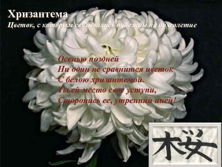Хризантема Цветок, с которым связывались надежды на долголетие Осенью поздней Ни один не сравнится