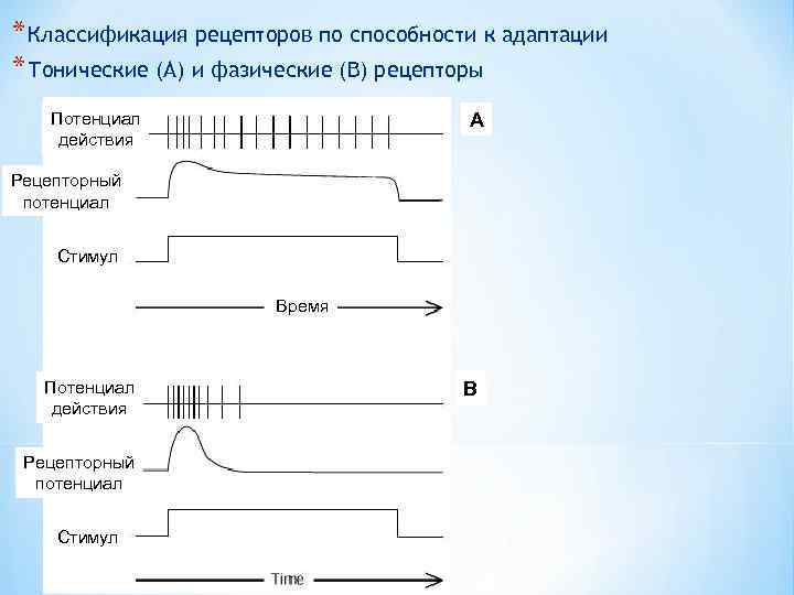* Классификация рецепторов по способности к адаптации * Тонические (А) и фазические (В) рецепторы
