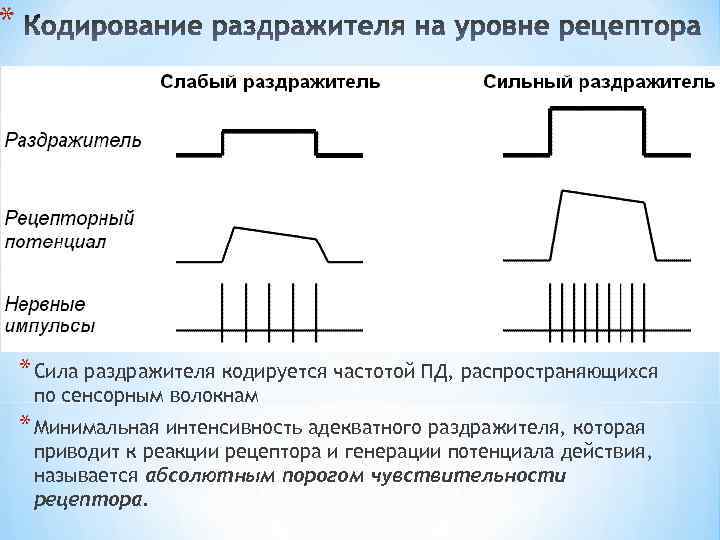 * * Сила раздражителя кодируется частотой ПД, распространяющихся по сенсорным волокнам * Минимальная интенсивность