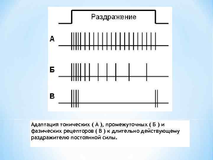 Адаптация тонических ( А ), промежуточных ( Б ) и фазических рецепторов ( В