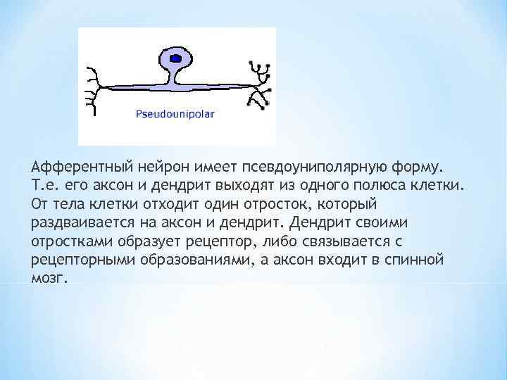Афферентный нейрон имеет псевдоуниполярную форму. Т. е. его аксон и дендрит выходят из одного