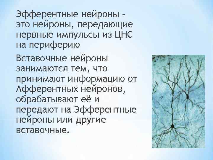 Эфферентные нейроны – это нейроны, передающие нервные импульсы из ЦНС на периферию Вставочные нейроны