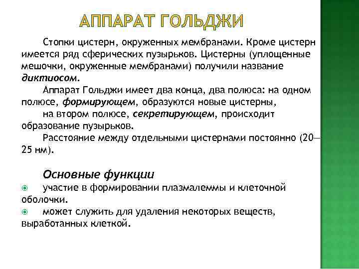 органеллы диаметром около  органеллы, размером от 0, 2 до 2 мкм — окружены